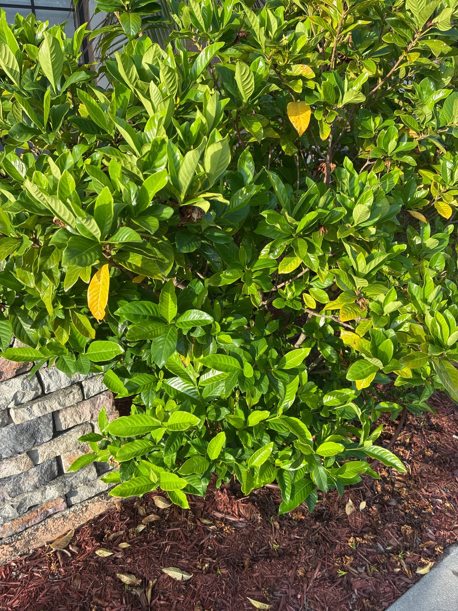Gardenia