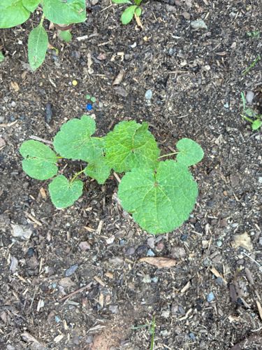Okra