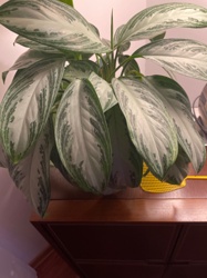 Chinese Evergreen (Silver Bay)