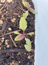 It is difficult to determine the exact plant name from the provided image as it appears to be a seedling. It could be a type of Amaranth, Spinach, or even a weed. More mature leaf structures, flowers, or seed pods would be needed for a precise identification.