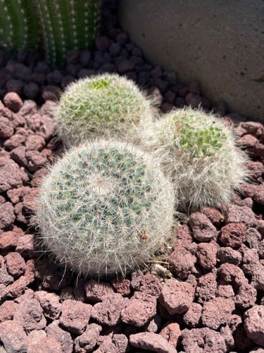 Thimble Cactus