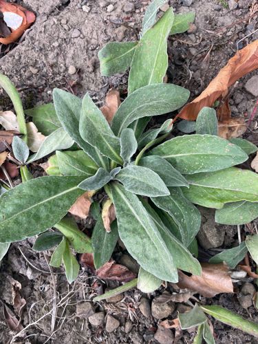 Great Mullein