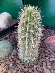Arizona Organ Pipe Cactus