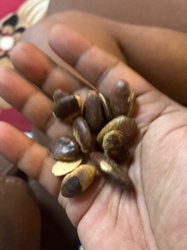 African Bush Mango
