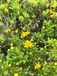 African Daisy