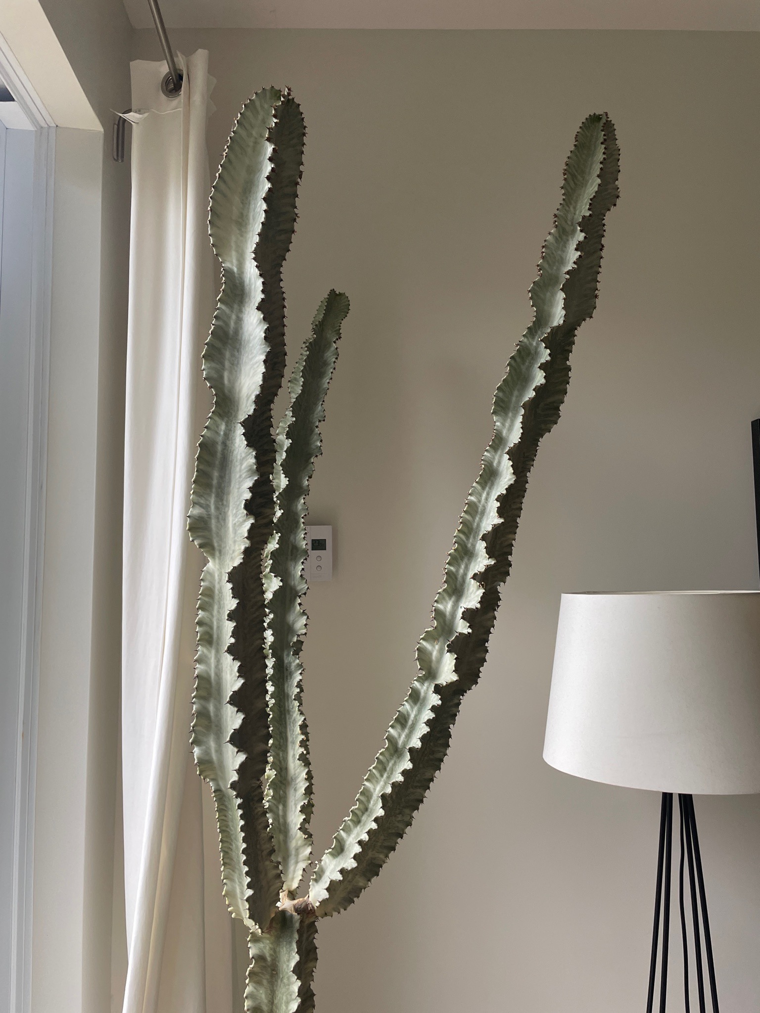 African Milk Tree 'Amak'