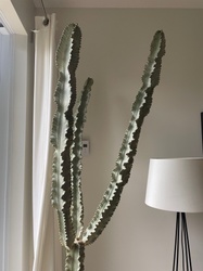 African Milk Tree 'Amak'
