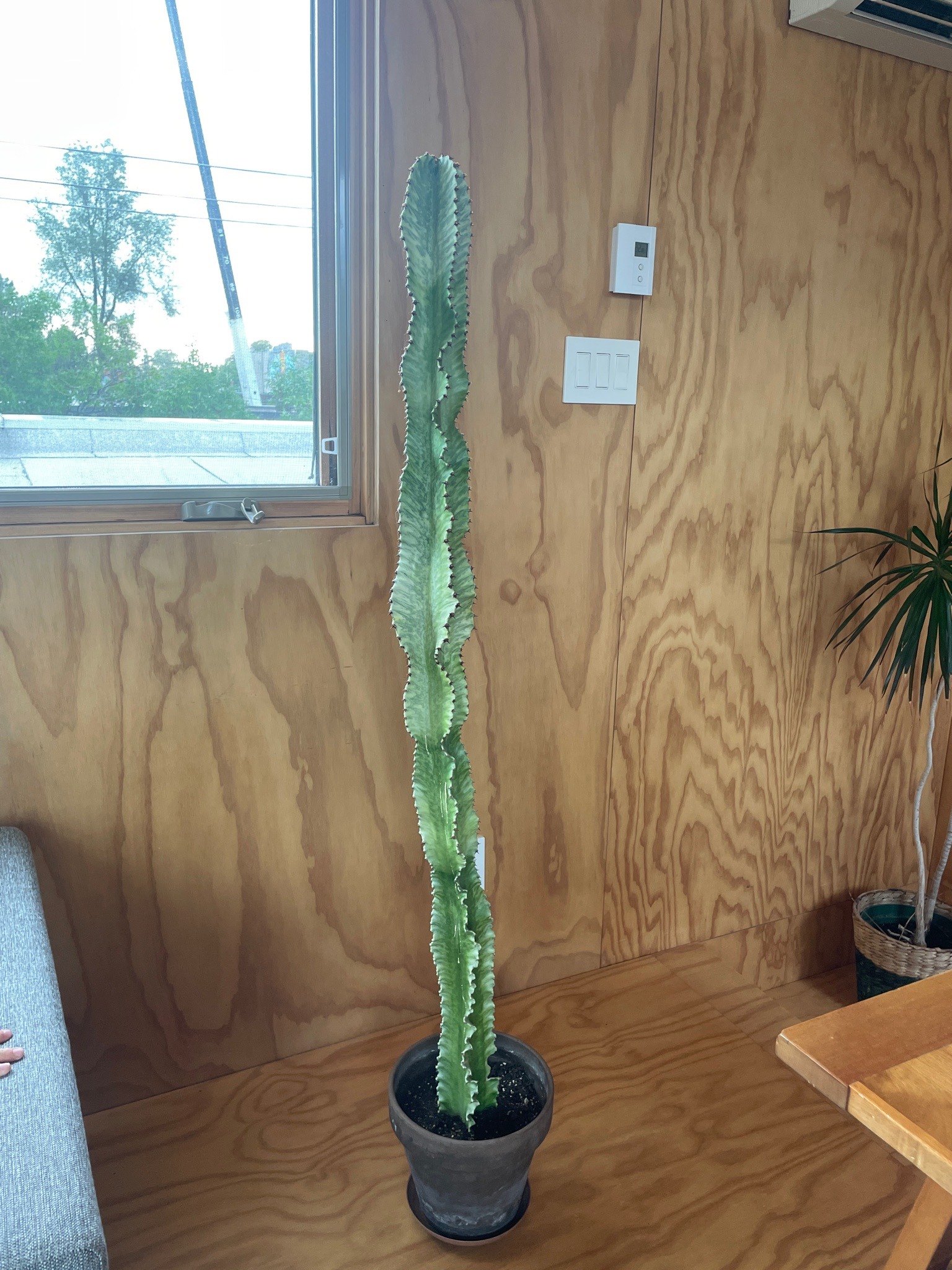 African Milk Tree (Variegated)