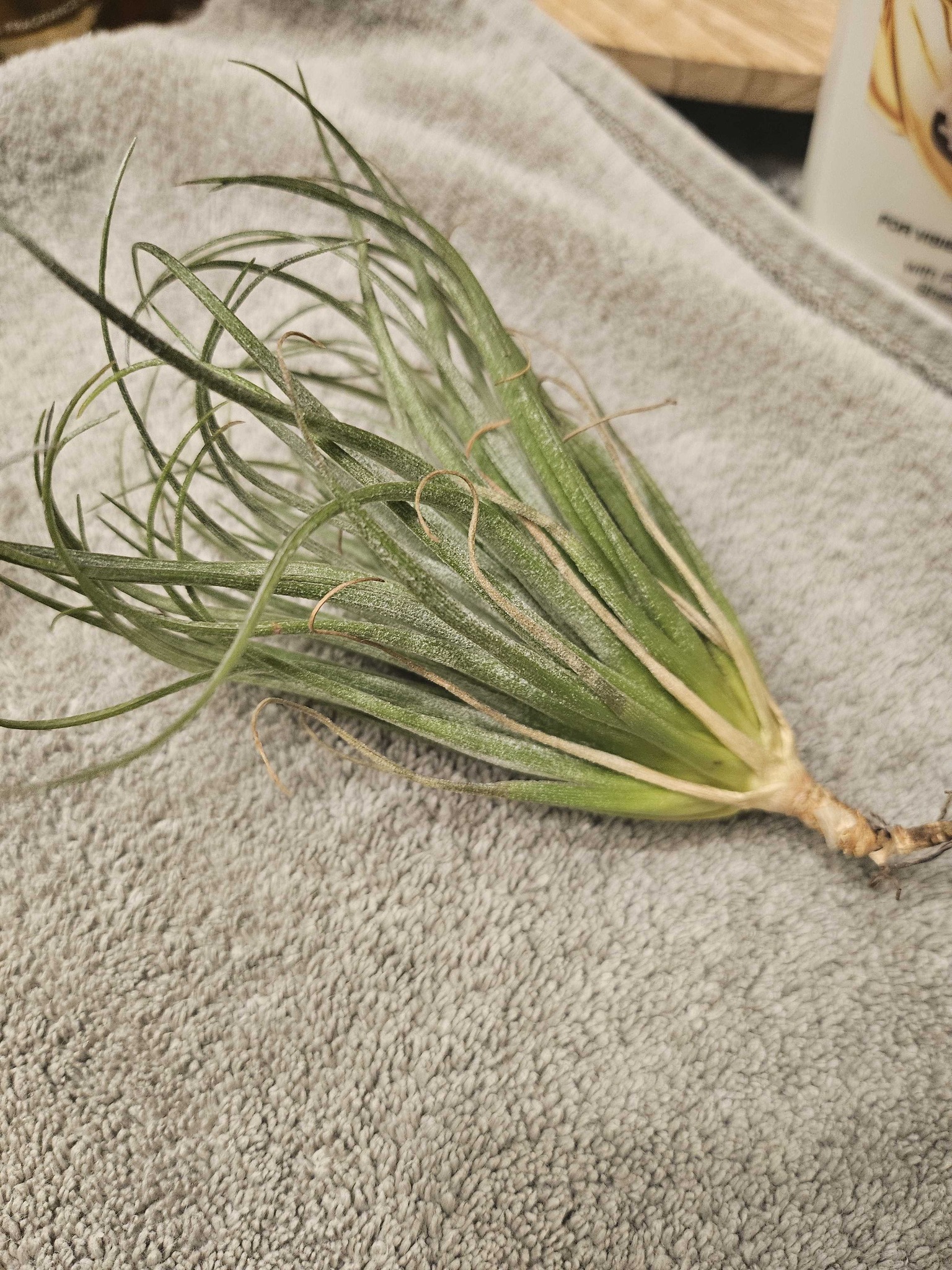 Air plant
