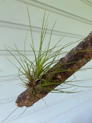 Air Plant