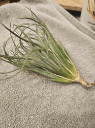 Air plant