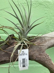 Air Plant