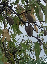 Almond tree