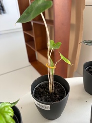 Alocasia Zebrina