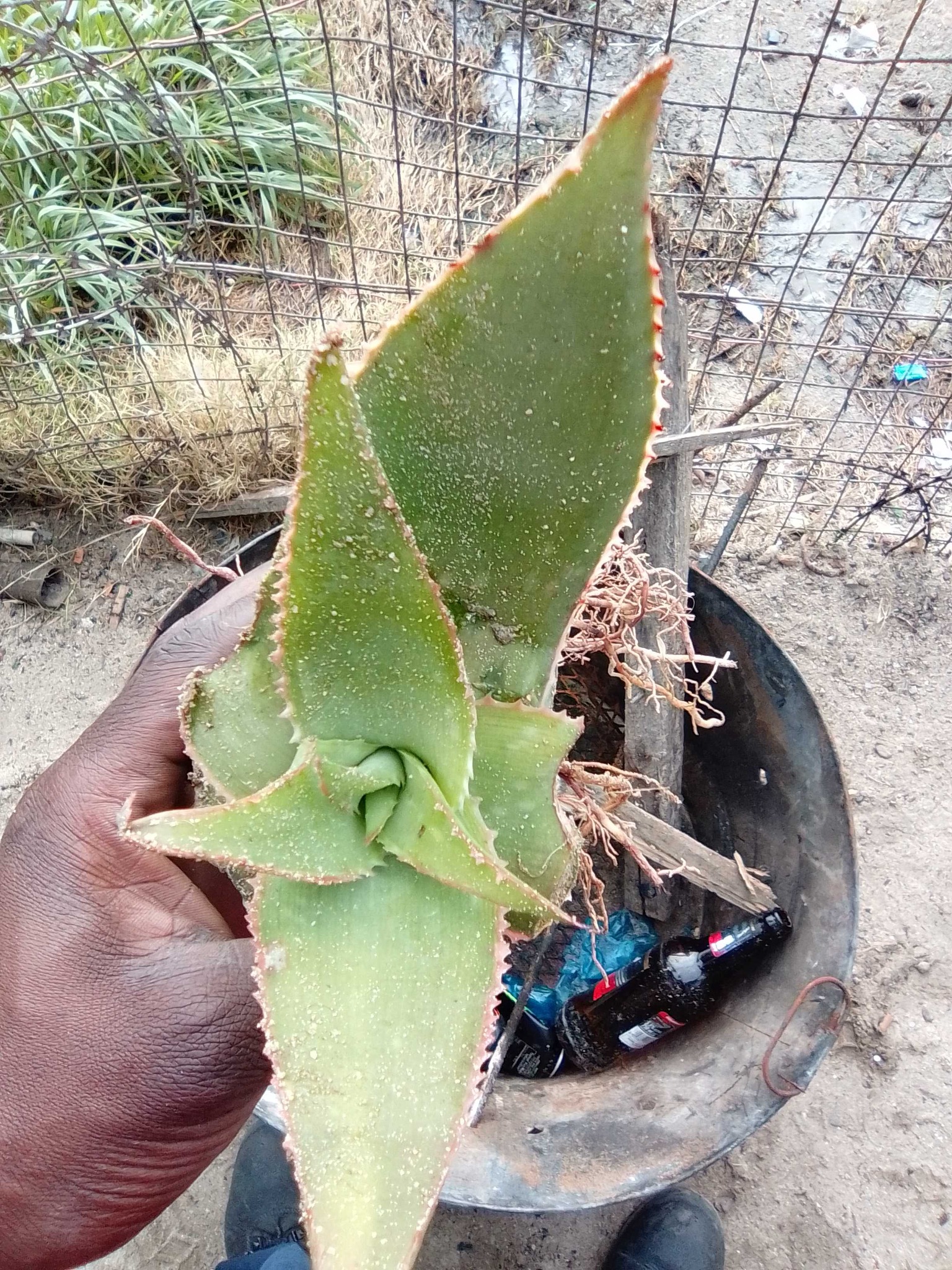 Aloe