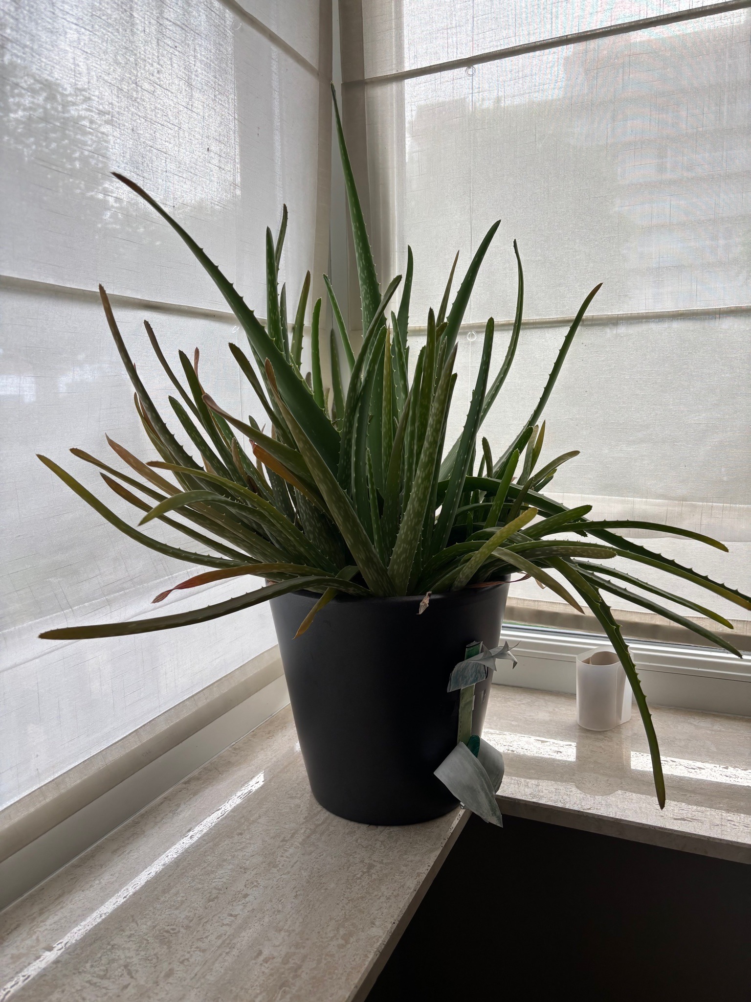 Aloe vera