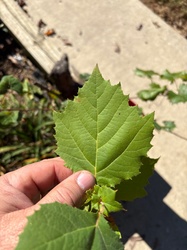 American Basswood