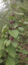 American Beautyberry