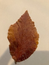 American Beech