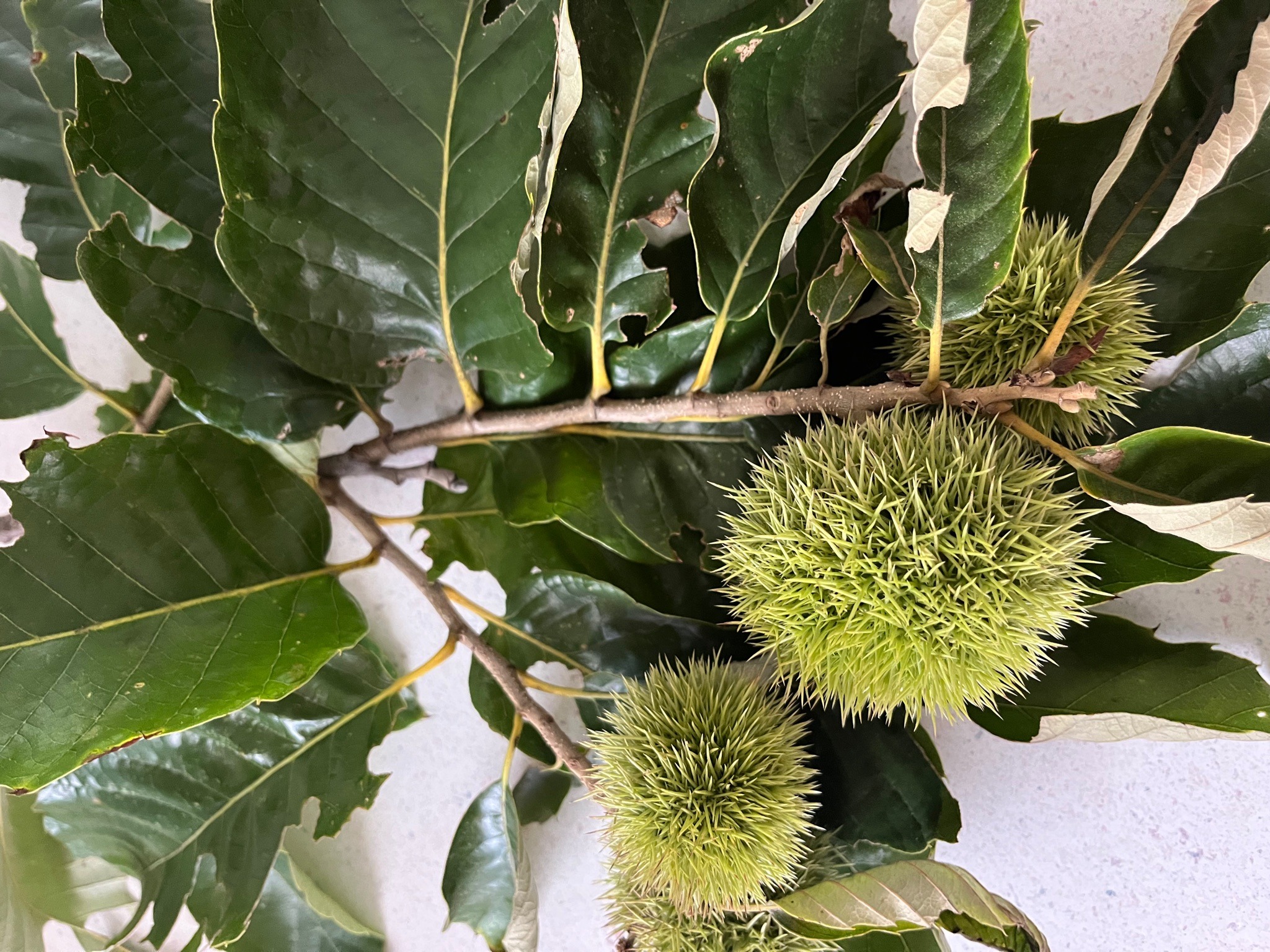 American Chestnut