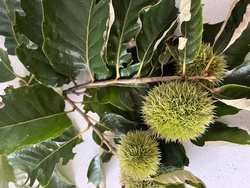 American Chestnut