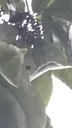 American Elderberry