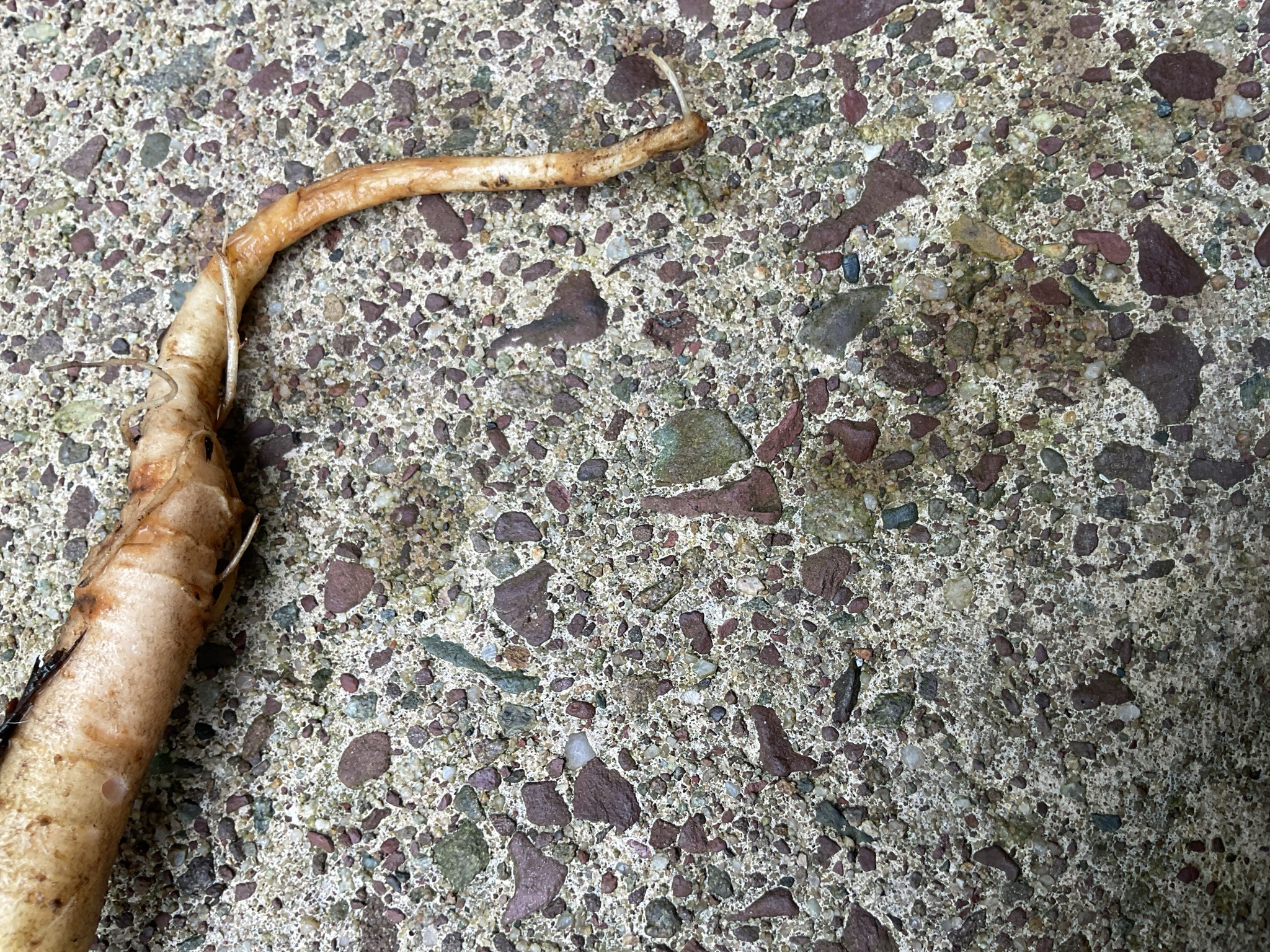 American Ginseng