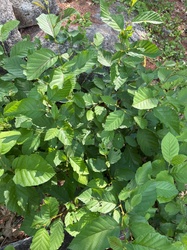 American Hazelnut