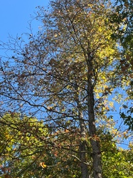 American Hornbeam
