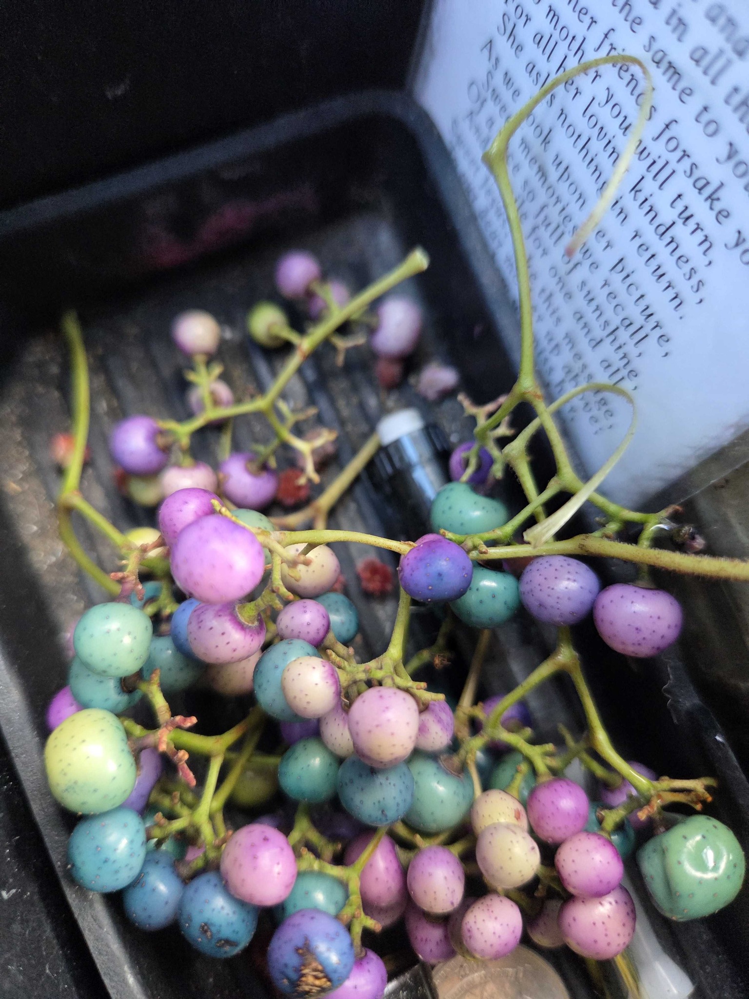 American Porcelain Berry