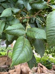 Amur Cork Tree