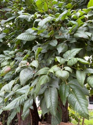 Amur cork tree