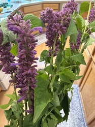 Anise Hyssop