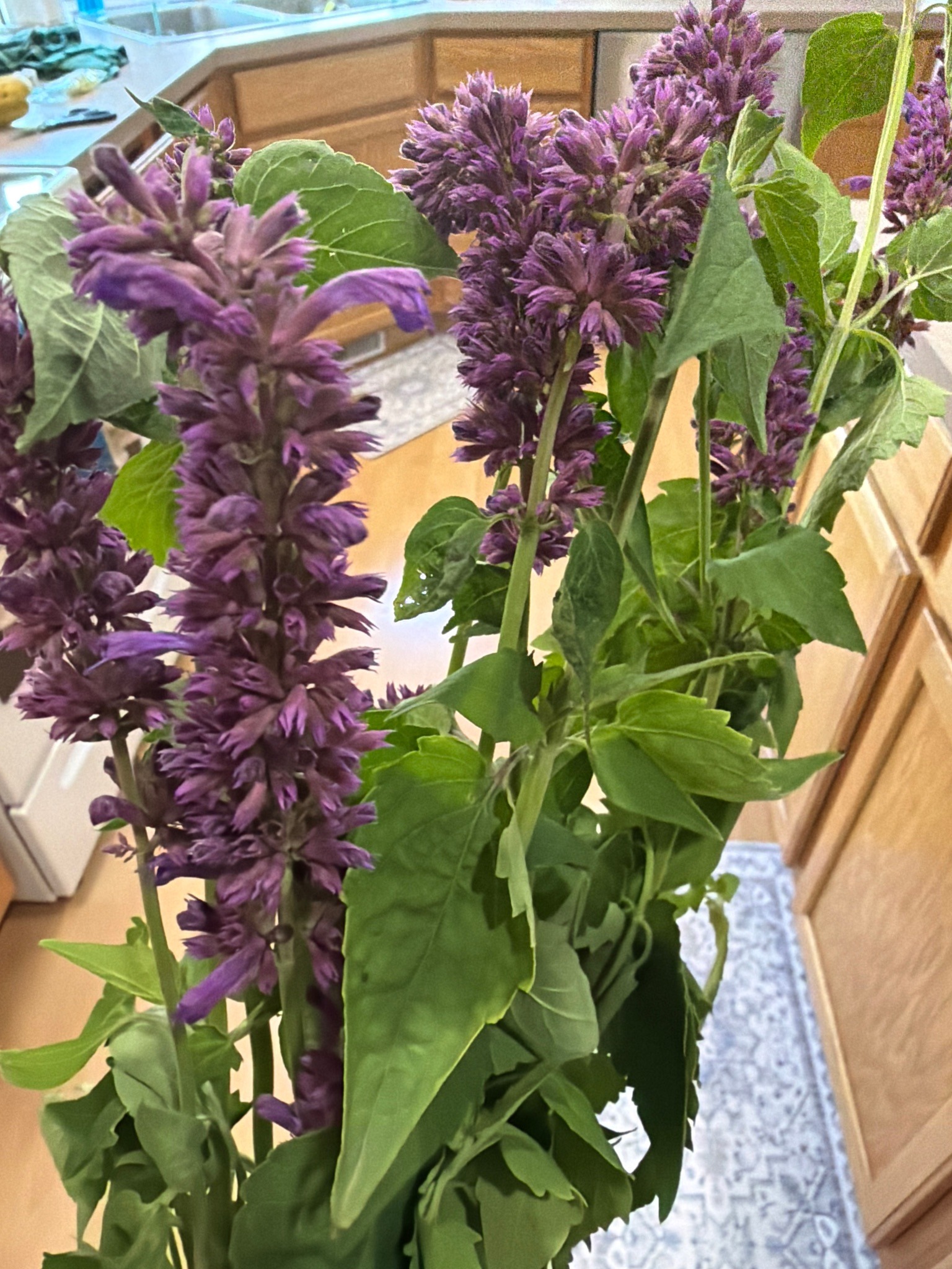 Anise Hyssop