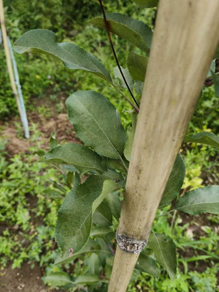 Apple tree