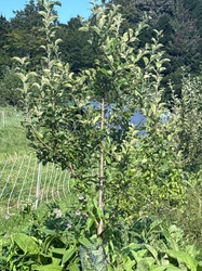 Apple tree