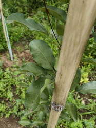 Apple tree