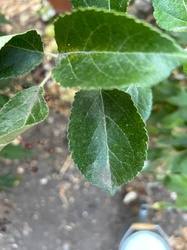 Apple tree