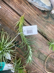 Araujei Bronze Air Plant