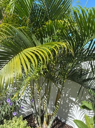 Areca Palm