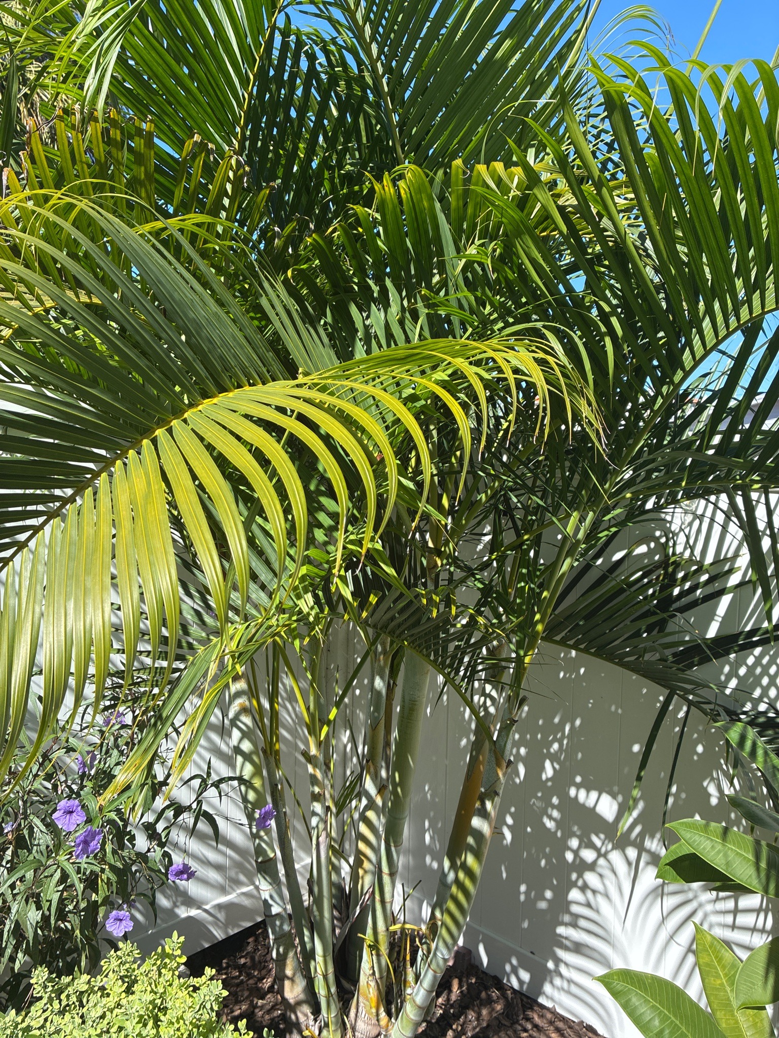 Areca Palm