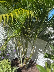 Areca Palm