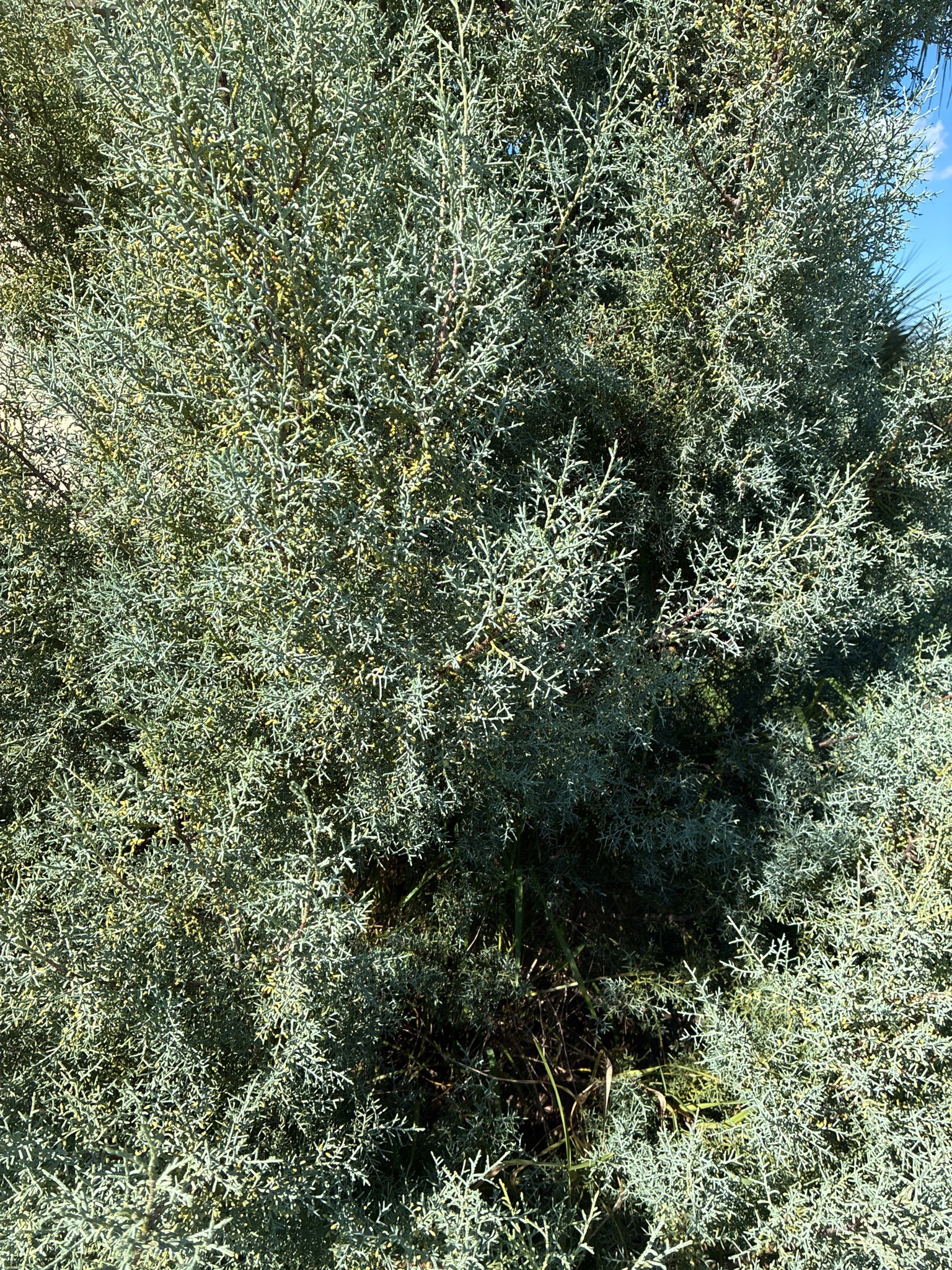 Arizona Cypress
