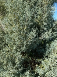 Arizona Cypress