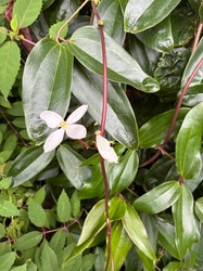 Armand Clematis