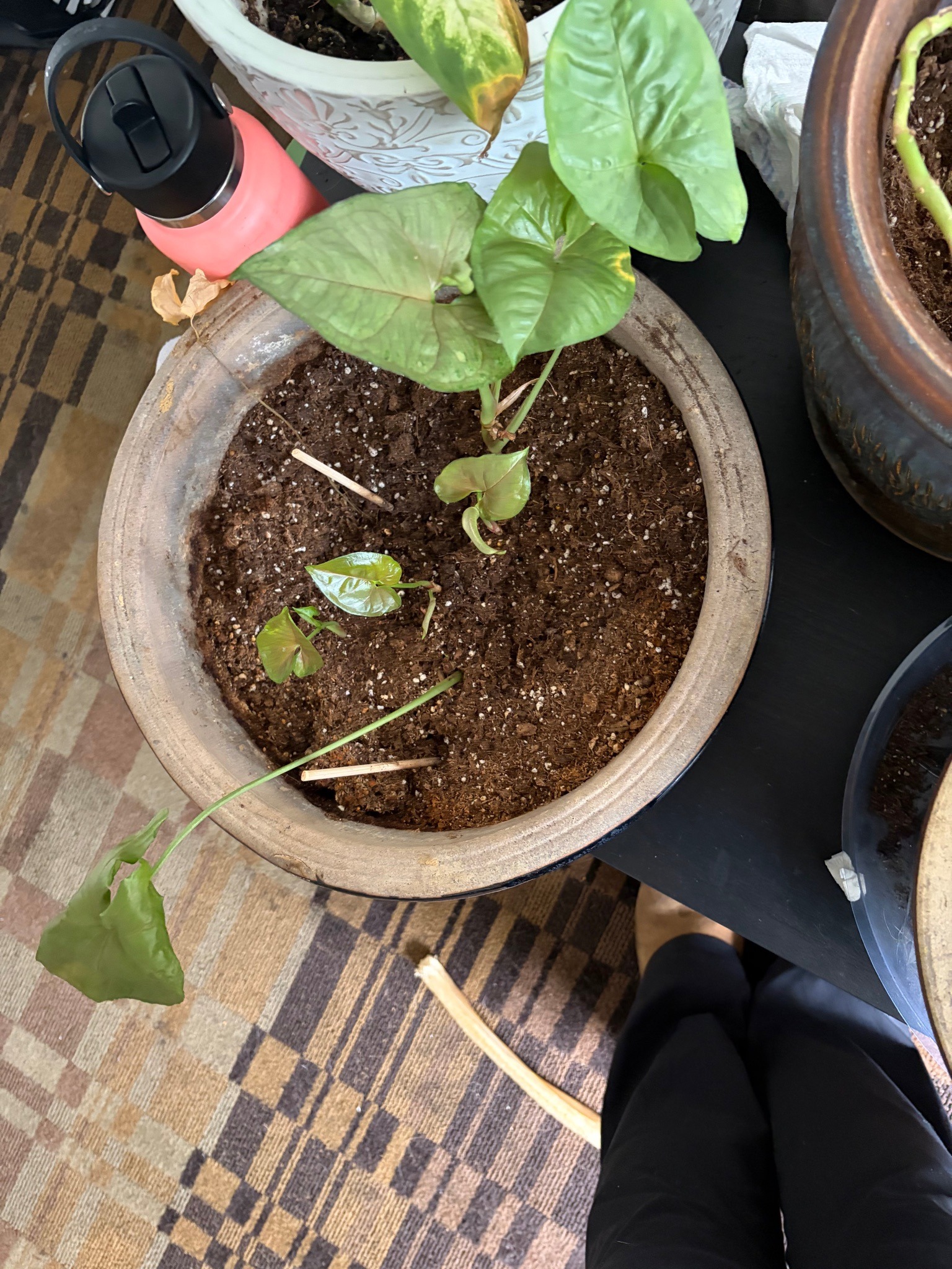 Arrowhead Plant