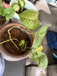 Arrowhead Plant