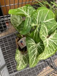 Arrowhead Plant