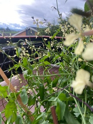 Arugula