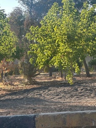 Ash tree